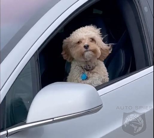 Austin Police Investigate Animal Cruelty Charges Against YouTuber That Placed Dog In Charge Of Driving A Tesla